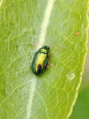 Crepidodera nana