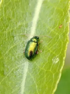 Crepidodera nana thumbnail 1
