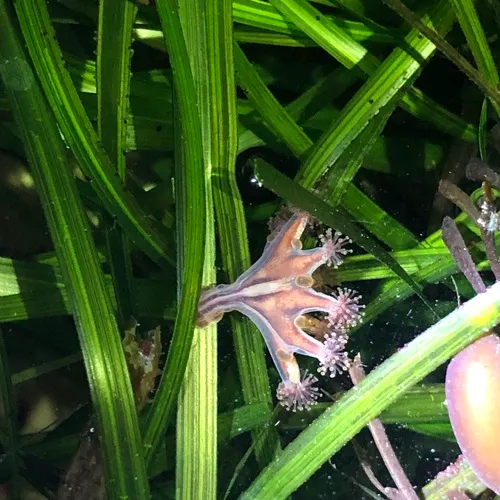 Haliclystus sanjuanensis