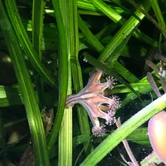 Haliclystus sanjuanensis thumbnail 1