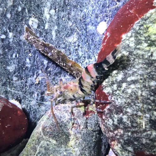 Stout Coastal Shrimp