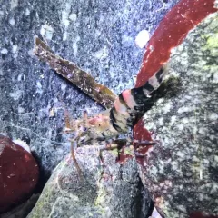 Stout Coastal Shrimp thumbnail 1