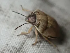 Homaemus bijugis thumbnail 3