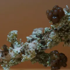 Grand Foam Lichen thumbnail 3