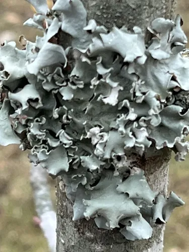 Pretty Ruffle