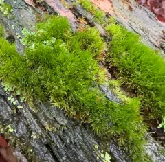 Fragile Fork-moss thumbnail 3