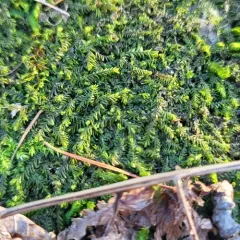 lesser featherwort thumbnail 4