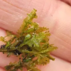 Lime Homalia Moss thumbnail 2
