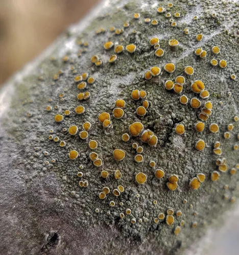 gray-rimmed firedot lichen