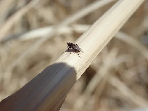 Lotophila atra