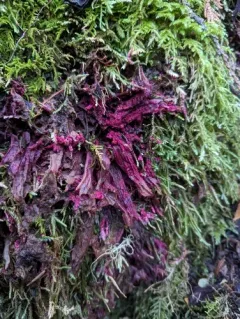pink polypore mould thumbnail 3