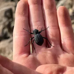 Philolithus densicollis thumbnail 2