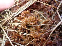 Twisted Bog-moss thumbnail 3