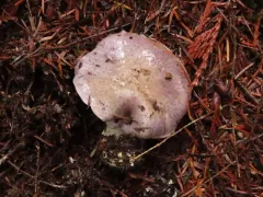 Phlegmacium volvatum thumbnail 3