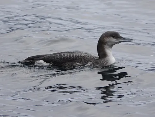 Arctic Loon