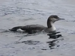 Arctic Loon thumbnail 1