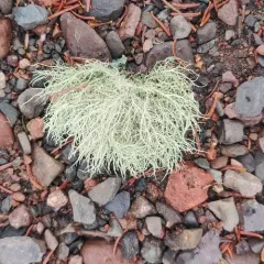 Boreal Beard Lichen thumbnail 4