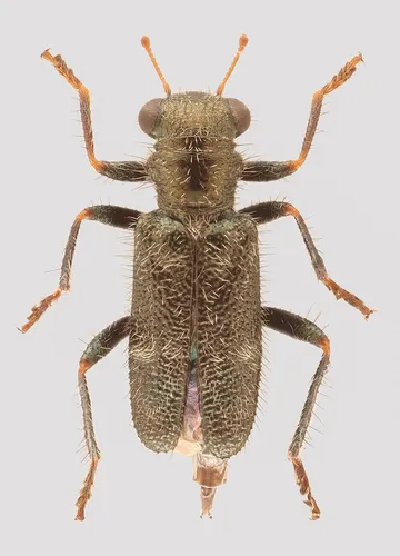 Phyllobaenus maritimus