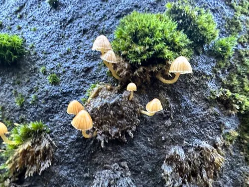 Galerina camarinoides