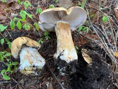Thaxterogaster fulvo-ochrascens thumbnail 3