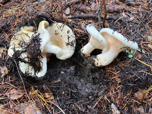 Lactarius aquizonatus