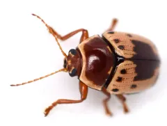 Shield-backed Cryptocephalus thumbnail 3