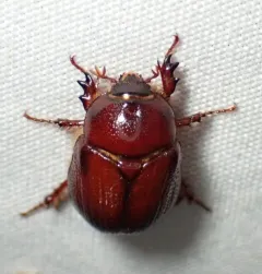 Carrot Beetle thumbnail 4