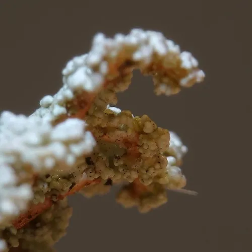 Cauliflower Foam Lichen