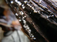 Flagelloscypha minutissima thumbnail 2
