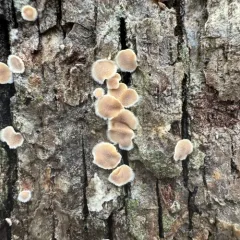 Smooth Patch Disease thumbnail 3