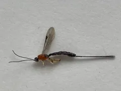 Calliephialtes grapholithae thumbnail 3
