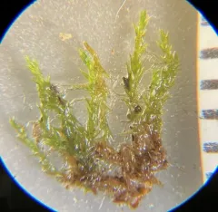 Bryum klinggraeffii thumbnail 2
