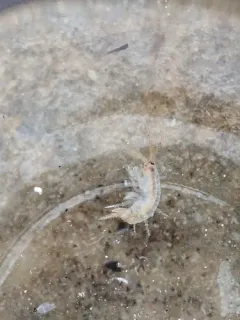Echinogammarus ischnus thumbnail 2