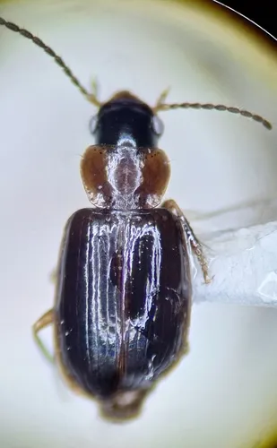 Beloved Harp Ground Beetle