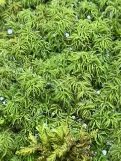 Twisted Moss thumbnail 4