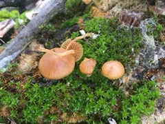 Galerina nigripes thumbnail 3