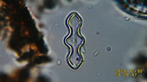 Caloneis lewisii