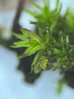 Wood Bristle-moss thumbnail 3