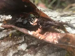 Anthina flammea thumbnail 4