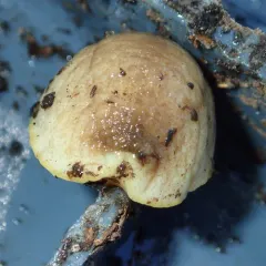 Earshell Slug thumbnail 4