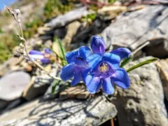 Cary's Beardtongue thumbnail 3