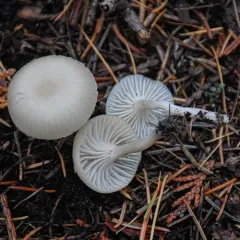 Cedarwood Waxcap thumbnail 4