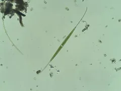 Closterium kuetzingii thumbnail 2
