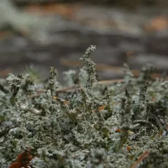 Granular Soil Foam Lichen thumbnail 4