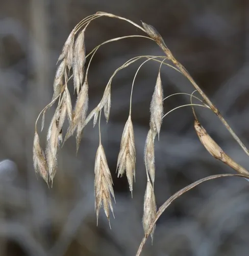 porter's brome