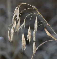 porter's brome thumbnail 1
