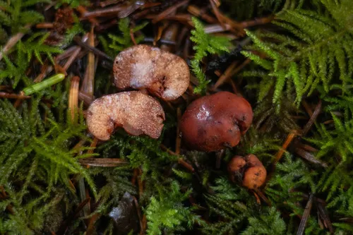 Lactarius silviae