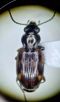 Bembidion versicolor thumbnail 3