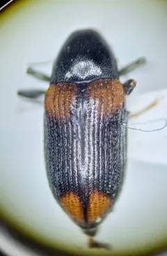 Narpus concolor thumbnail 3