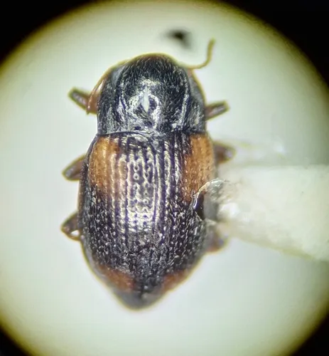 Cleptelmis addenda